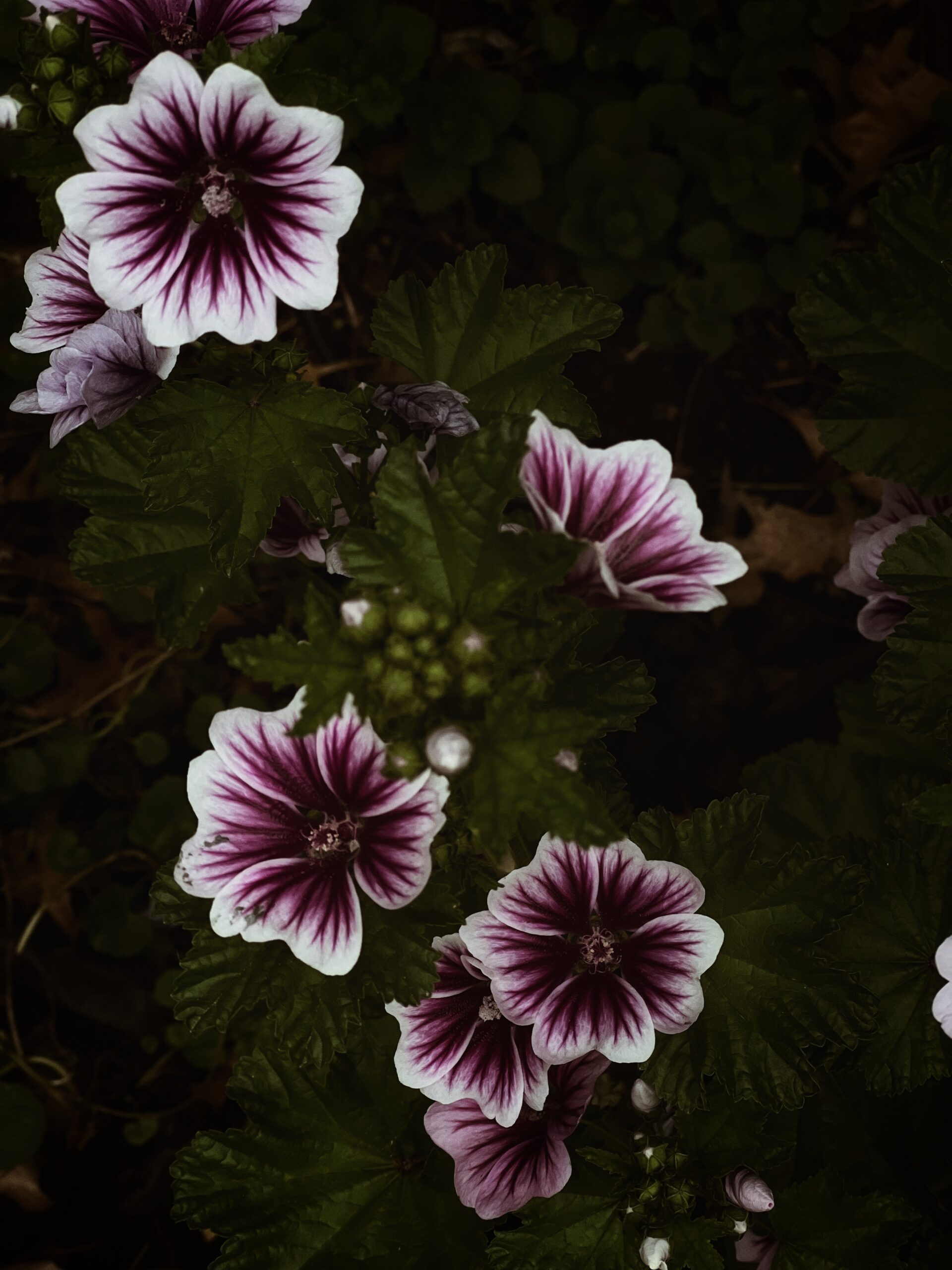 purple hollyhocks / bev cooks