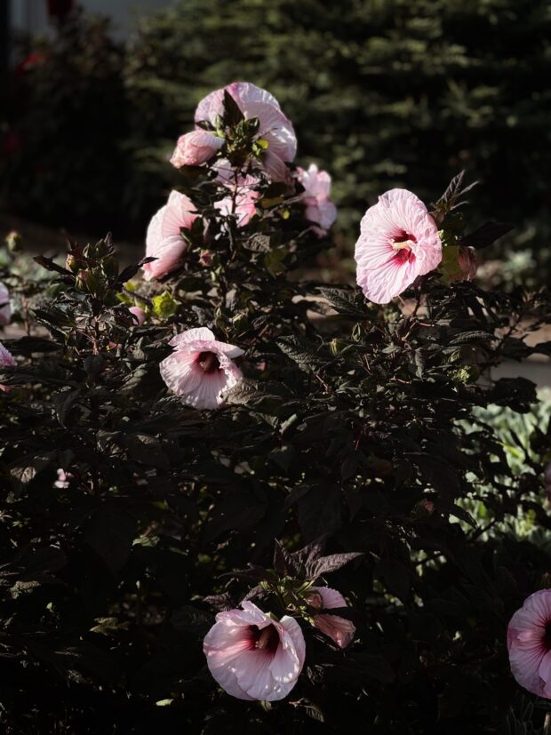 moody flowers / bev cooks