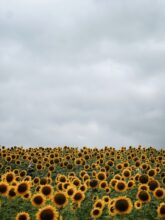 sunflowers / bev cooks