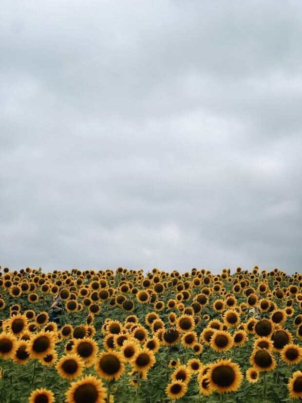 sunflowers / bev cooks