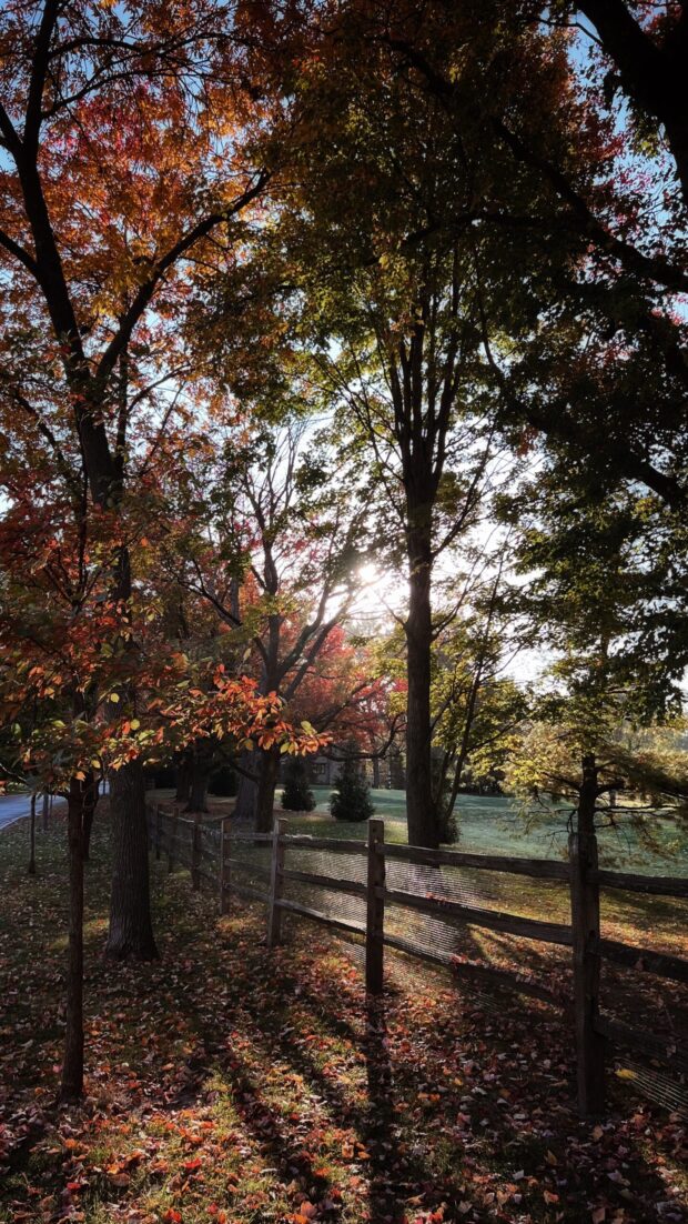 pretty fall trees / bev cooks