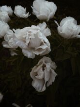 tree peony / bev cooks