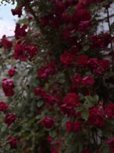 backyard roses / bev cooks