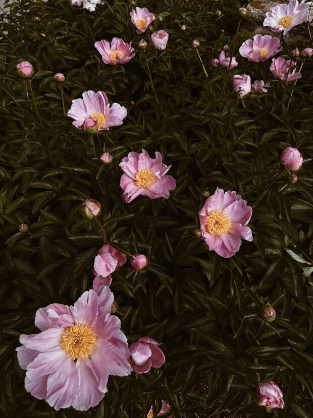 Friday Flotsam tree peony / bev cooks