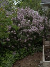 Monthly Mixtape: Fragrant Trees and Blooming Trees / Bev Cooks
