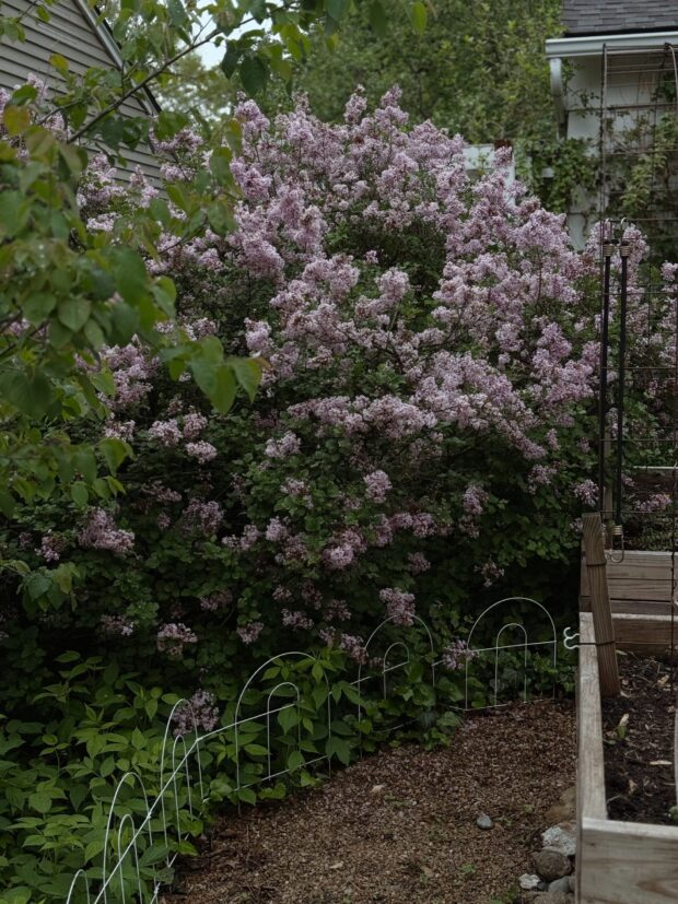 Monthly Mixtape: Fragrant Trees and Blooming Trees / Bev Cooks