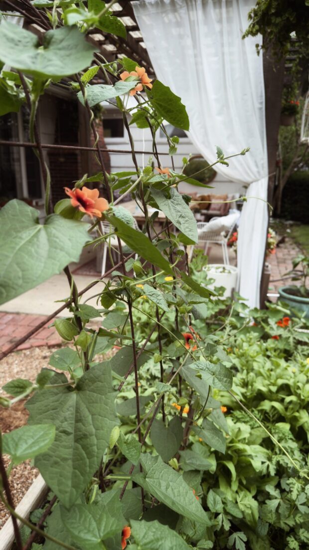 Friday Flotsam garden growth / bev cooks