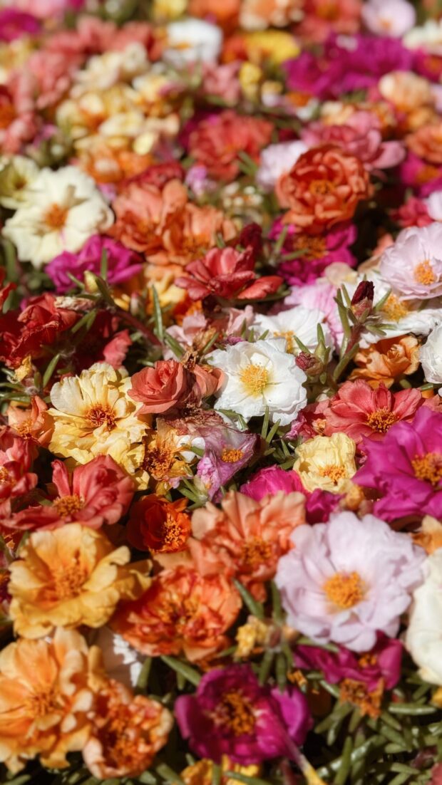 pretty flowers / bev cooks