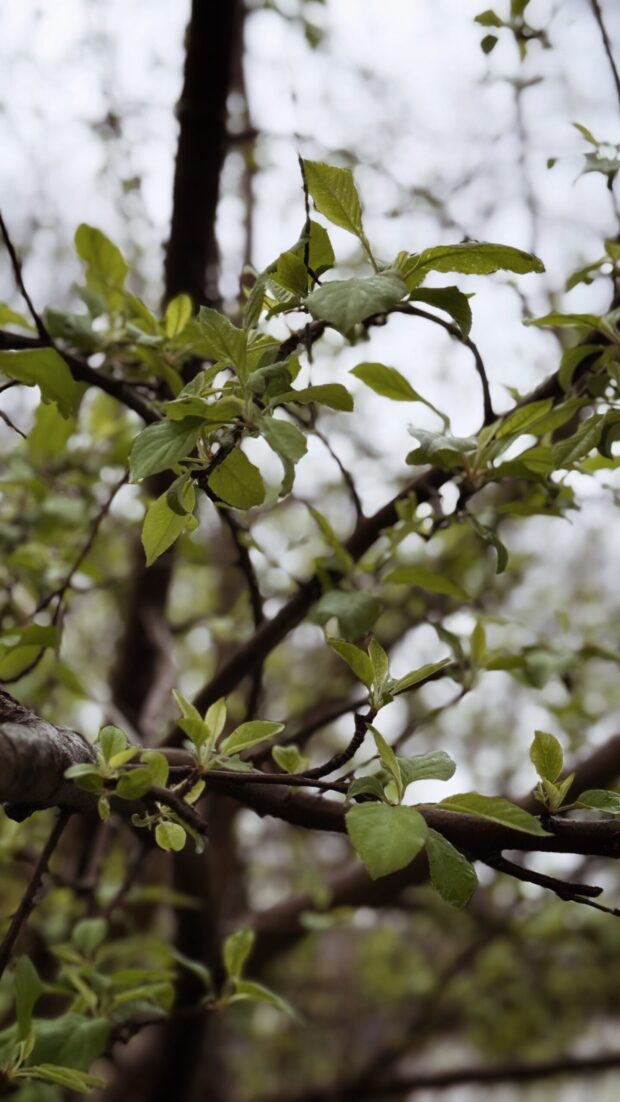 Monthly Mixtape: Shoegaze and Rain Haze / Bev Cooks