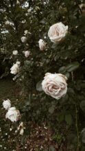 pretty roses / bev cooks