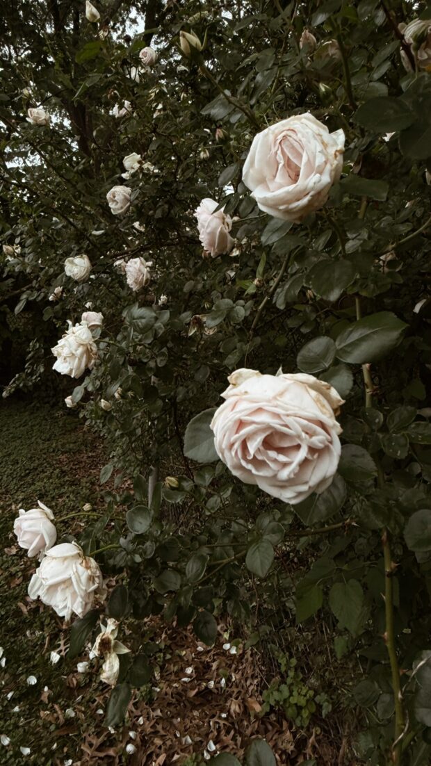 pretty roses / bev cooks