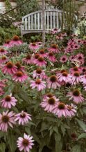 purple cone flowers / bev cooks