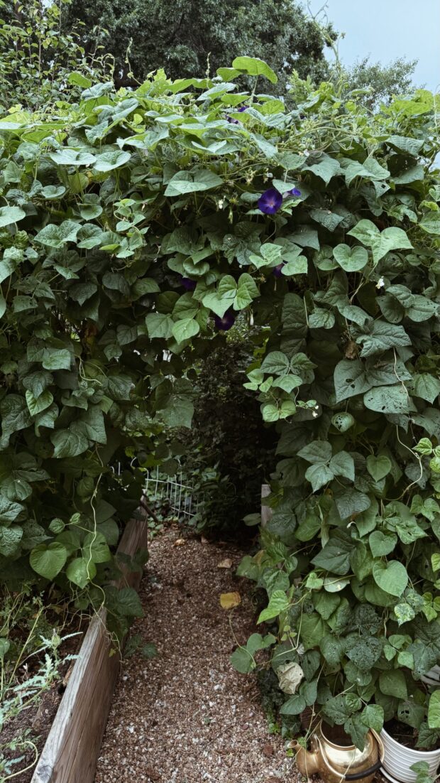 garden arch / bev cooks