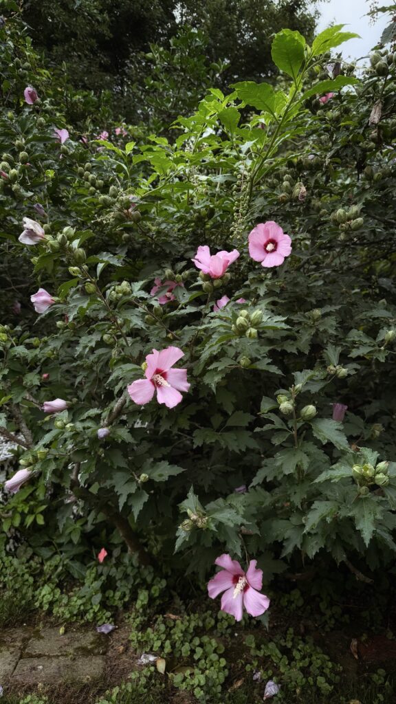 Monthly Mixtape: Thick Green Yards and Moonlit Cards / Bev Cooks