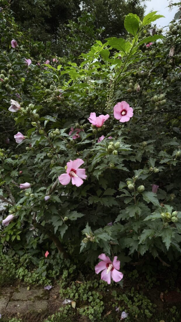Monthly Mixtape: Thick Green Yards and Moonlit Cards / Bev Cooks